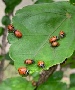 1500 Live Ladybugs - Good Bugs - Ladybugs - Guaranteed Live Delivery! 18 71LhcNxz33L