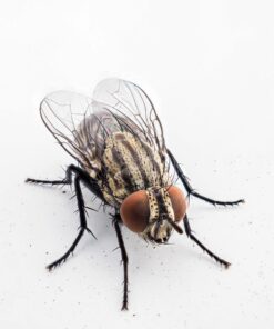 OM SYSTEM OLYMPUS M.Zuiko Digital ED 30mm F3.5 Macro For Micro Four Thirds System Camera, Compact Macro lens, 1.25x Image Maginification, Fast AF, Beautiful Bokeh Base 32 71Lhyzo6JSL