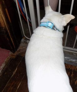 Blueberry Pet Soft & Safe 3M Reflective Neoprene Padded Adjustable Dog Collar - Baby Blue Pastel Color, Medium, Neck 14.5"-20" 70 71Lj9OHjt1L 2