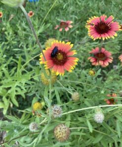 Monarch Butterfly Rescue Wildflower Seed Packet Bulk Open-Pollinated Wildflower, No Fillers, Annuals, Perennials and Milkweed Seeds for Monarch Butterfly1oz 72 71Lk0CbgjwL