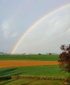 Bushnell Falcon 133410 Binoculars with Case (Black, 7x35 mm) 80 71LqQJtjqL