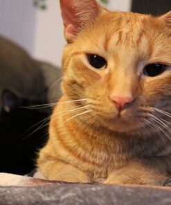 Canon EOS Rebel T7 DSLR Camera with 18-55mm Lens | Built-in Wi-Fi | 24.1 MP CMOS Sensor | DIGIC 4+ Image Processor and Full HD Videos 58 71Lsxk7slqL