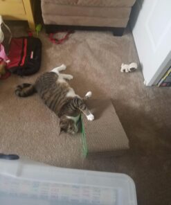 GoPets Premium Cat Scratcher - Wedge Shaped Corrugated Cardboard, Ergonomic Scratching Posts, Reversible Design, Lasts 2X Longer, with 1 Pack Catnip & Hidden Toy Cutouts for Endless Feline Play Fun 56 71LwAPQiq7L 2