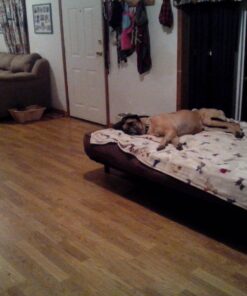 Purina Pro Plan High Protein, Digestive Health Large Breed Dry Dog Food, Chicken and Rice Formula - 34 Lb. Bag Chicken & Rice 34.00 Pound (Pack of 1) 48 71LwL1BwifL