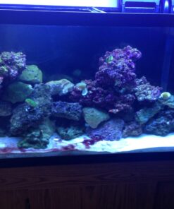 Seachem PhosGuard, 100 mL bagged - 67101850 32 71LwYe2CN4L