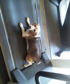 Hill's Science Diet Dry Dog Food, Adult 7+ for Senior Dogs, Small Bites, Chicken Meal, Barley & Brown Rice Recipe, 33 lb. Bag 33 Pound (Pack of 1) 31 71LwiLypzSL