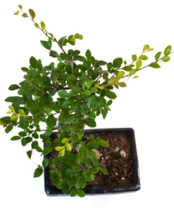 9GreenBox Chinese Elm Bonsai Tree Style 8 41 71LwiNX2KoL