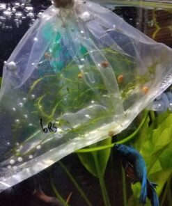 Ramshorn Snails, Algae Eater, Live Snails for Freshwater Aquariums - 1/8 to 1/2 inch (5 Snails) 5 Snails 20 71LxuU95bsL