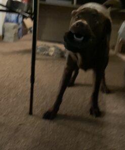 KONG - Tires - Durable Rubber Chew Toy and Treat Dispenser for Power Chewers - for Medium/Large Dogs Standard Packaging 33 71LzccEa oL