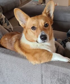 Pet 'n Shape Chik 'N Rice Dumbbells - All Natural Dog Treats, Chicken, 32 oz 2 Pound (Pack of 1) 47 71M ye0YD9L