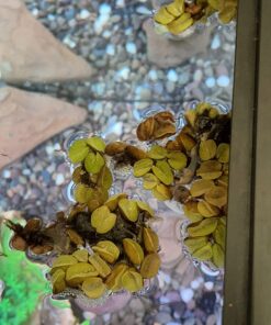 12 Water Spangles (Salvinia Minima), Live Aquarium/Aquatic/Floating/Pond/Freshwater Plant by G&Z 36 71M7ZqYLWAL