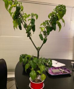 General Hydroponics MaxiGro Plant Food For Vigorous Growth, 2.2 lb 64 71M9TDDHxOL