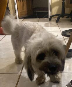 PEDIGREE DENTASTIX Dental Dog Treats for Toy/Small Dogs Fresh Flavor Dental Bones, 12.66 oz. Pack (51 Treats) 51 Count (Pack of 1) 26 71MAJbwTGnL