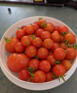 Burpee Super Sweet 100' Hybrid Cherry Tomato, 50 Seeds 24 71MAWC1cAL