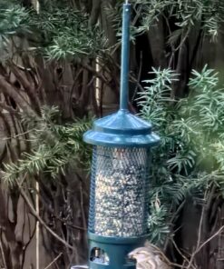 Squirrel Buster Standard Squirrel-proof Bird Feeder w/4 Metal Perches, 1.3-pound Seed Capacity, garden green 26 71MBzgFpBbL