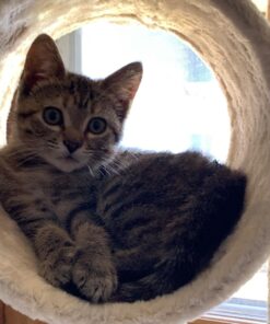 Go Pet Club Classic Cat Tree, Faux Fur Finish, Sisal Rope Scratcher, 62"H, Beige 45 71MCwEaiuL