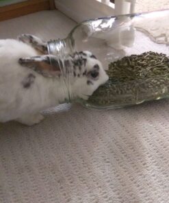 Oxbow Essentials Adult Rabbit Food - All Natural Adult Rabbit Pellets - Veterinarian Recommended- No Seeds, Fruits, or Artificial Ingredients- All Natural Vitamins & Minerals- Made in the USA- 10 lb. 10 Pound (Pack of 1) 43 71MDp5 iOkL 1