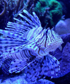 Nikon D7000 DSLR (Body Only) (OLD MODEL) Body Only Base 37 71MHpA7BzQL