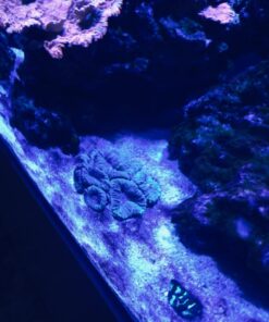 Chemi-Clean - 2 g 2g 71 71MHznpwTfL