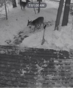 Google Nest Cam Outdoor 2-Pack - 1st Generation - Weatherproof Outdoor Camera - Surveillance Camera with Night Vision - Control with Your Phone 72 71MJGRk3ssL