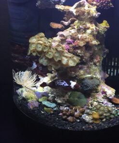 Boyd Chemi-Pure Blue Nano Aquarium (5 Pack) 17 71ML4IuqpnL