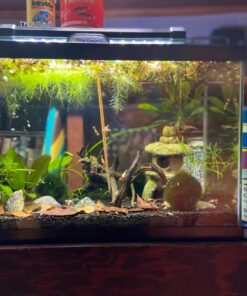 API TROPICAL FLAKES Fish Food 5.7-Ounce Container 5.7 Ounce (Pack of 1) 28 71MMXGTqNlL