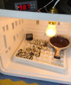 bayite AC 110V Fahrenheit Digital Temperature Controller 10A 1 Relay with Sensor 34 71MN3kGNV7L