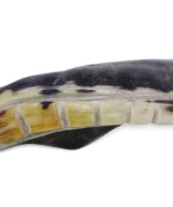 Kosher Shofar 9"-11" Half Polished Natural Israel New 11 71MNUhura7L