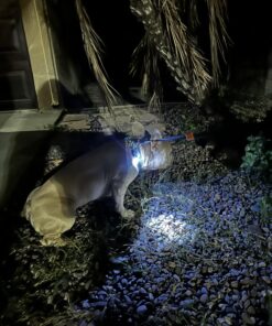 Small Dog Light - Dog Collar Light - Bubbas Leash Light - 2 Per Pack - Dog Walks & Backyard Monitoring. Attaches to Leash, Dog Collar, Harness. Small & Large Dogs. (Stealth Black) Bubba's Leash Light 33 71MONXIg ZL