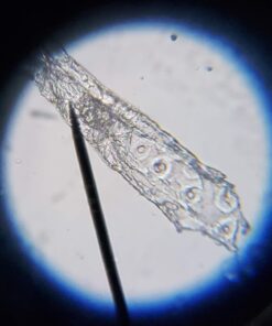 AmScope M150C-I 40X-1000X All-Metal Optical Glass Lenses Cordless LED Student Biological Compound Microscope 42 71MPLcCz0bL