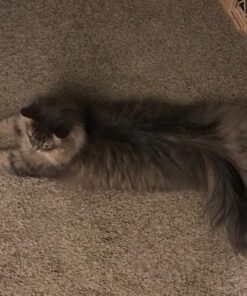 Andis 65730 Stainless-Steel Comb for Knots, Mats & Loose Hair Removal - Effective Dematting Tool, Comfortable, Lightweight, Portable & Safe for Dogs, Cats & Pets – Silver, 7-1/2-Inch 7 1/2" 29 71MQ3lzjEBL