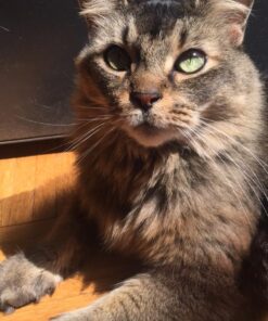 Natural Balance Original Ultra Chicken Meal & Salmon Meal Formula Dry Cat Food, 6 lbs. 6 Pound (Pack of 1) 12 71MQcYSjw9L