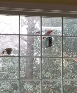 Wild Birds of Joy Window Bird Feeder with 4 Super Strong Suction Cups & Sliding Seed Tray, Large, Clear Acrylic, Easy Clean, Outdoor Bird Feeders, Outside View Up Close of Finch, Cardinal and Blue Jay 39 71MQgqQXgZL