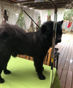 Pet Edge Master Equipment Silver Aluminum Pet Grooming Arm & Clamp – Adjustable Height to 36”, Fits Most Grooming Tables 18 71MQt3IBZxL 1