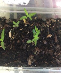 Seed Needs, Milkweed Seed Packet Collection to Attract Monarch Butterflies (6 Individual Seed Varieties to Plant) Heirloom & Untreated Seeds 6 Pack 29 71MRz3T41bL