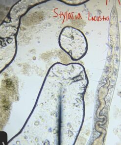 AmScope M150C-I 40X-1000X All-Metal Optical Glass Lenses Cordless LED Student Biological Compound Microscope 48 71MVuerK9aL