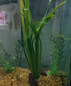Jungle Vallisneria Rooted Plants 15-20 inches Tall - Easy Background Aquarium Plants 33 71MaHfvAhCL