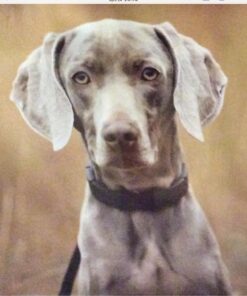 NUTRO NATURAL CHOICE Large Breed Adult Dry Dog Food, Lamb & Brown Rice Recipe Dog Kibble, 30 lb. Bag 30 Pound (Pack of 1) 36 71MaoQ25kmL 2