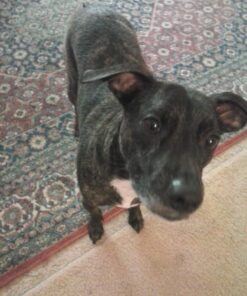 GPET Dog Bowl 32 Ounce Stainless Steel with Rubber Base (Set of 2) 17 71MdQR5G6 L