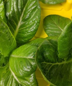 General Hydroponics MaxiGro Plant Food For Vigorous Growth, 2.2 lb 72 71MekVO l9L