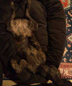 Majestic Pet 40 Inch Suede Calming Dog Bed Washable – Cozy Soft Round Dog Bed with Spine Support for Dogs to Rest their Head - Fluffy Donut Dog Bed 40x29x9 (Inch) - Round Pet Bed Large – Chocolate 40 in. 43 71MgJZmZeCL