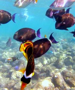 GoPro HERO Session Waterproof Digital Action Camera Camera Only 46 71MgLVwJg1L