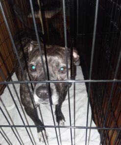 Dog Crates for Extra Large Dogs - XXL Dog Crate 48" Pet Cage Double-Door Best for Big Pets - Wire Metal Kennel Cage & Tray - in-Door Foldable & Portable for Animal Out-Door Travel 48.0"L x 29.0"W x 32.0"H 36 71Mgrx0A80L 1