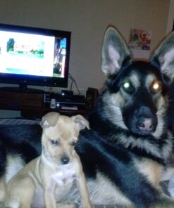 PEDIGREE DENTASTIX Dental Dog Treats for Toy/Small Dogs Fresh Flavor Dental Bones, 12.66 oz. Pack (51 Treats) 51 Count (Pack of 1) 28 71MjA5w4rPL