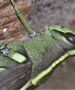 Mcoplus Extnp Auto Focus Macro Extension Tube Set for Nikon AF AF-S DX FX SLR Cameras 47 71MmCCzqacL