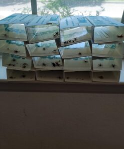 Max Catch 72 Pack Professional Strength - Mouse, Rat & Pest Glue Scented Sticky Trap for Rodents and Insects - Ready to Use Indoors - Non Toxic, No Mess, Easy Cleanup Mice Trap by Catchmaster 24 71MpC6yQKL 2