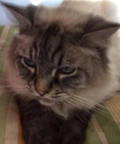 GREENIES Weight Management TEENIE Natural Dog Dental Care Chews Weight Control Dog Treats, 27 oz. Pack (96 Treats) 51 71Ms4xyZfvL