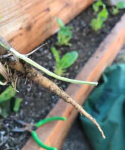 Lawn Jaws The Original Sharktooth Weed Puller Remover Weeding & Gardening Tool Weeder -Pull from The Root Easily! Ergonomic Handheld Weeding Tool for Spring Summer Cleaning, for All Age Gardeners 1 Pack 25 71MsePTDNoL