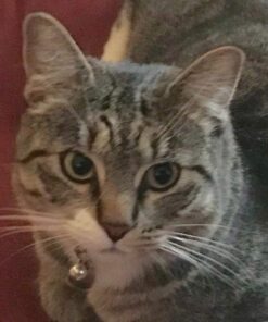 Tile Mate (2016) - 4 Pack - Discontinued by Manufacturer 44 71MuIfPvdJL