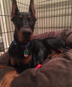 Majestic Pet 40 Inch Suede Calming Dog Bed Washable – Cozy Soft Round Dog Bed with Spine Support for Dogs to Rest their Head - Fluffy Donut Dog Bed 40x29x9 (Inch) - Round Pet Bed Large – Chocolate 40 in. 36 71Mw7ixEQ9L